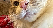 Alice joined the competition — help win amazing prizes! cat, close_up, fluffy, blue_eyes, pink_nose, whiskers, indoor, blanket, red, black, furniture, table, home, cozy, pet, animal, fur, face, relaxing, domestic