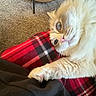 Alice joined the competition — help win amazing prizes! cat, fluffy, paw, blanket, plaid, red, black, white, fur, indoor, carpet, table, wood, cozy, pet, cute, closeup, animal, touch, relaxing