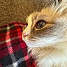 Alice joined the competition — help win amazing prizes! cat, close_up, fluffy, blue_eyes, whiskers, plaid_blanket, red, black, cozy, indoor, pet, feline, soft_lighting, profile, fur, resting, cute, domestic_animal, animal, companion