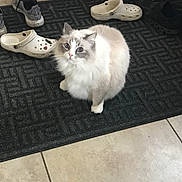 Alice is registered to the contest to win money with this photo: cat, fluffy_cat, indoor, rug, shoes, slippers, tile_floor, curious, pet, animal, floor, doorway, home, footwear, domestic, white_cat, gray_cat, looking_up, feline, cozy