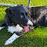Jagota joined the competition — help win amazing prizes! dog, black_and_white, blue_eyes, tongue_out, grass, chain_link_fence, outdoor, sunlight, pet, animal, lying_down, happy, fur, canine, nature, daylight, relaxed, muzzle, ears, paw