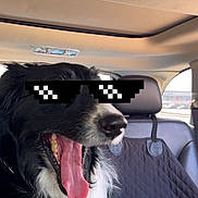 Jagota is registered to the contest to win money with this photo: dog, black_and_white, tongue_out, car_interior, backseat, seat_cover, headrest, sunglasses_overlay, pet, happy, canine, tongue, window, daylight, vehicle, funny, digital_effect, meme, portrait, indoors