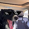 dog, black_and_white, tongue_out, car_interior, backseat, seat_cover, headrest, sunglasses_overlay, pet, happy, canine, tongue, window, daylight, vehicle, funny, digital_effect, meme, portrait, indoors
