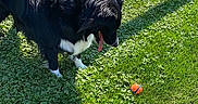 Jagota is registered to the contest to win money with this photo: dog, black_dog, white_paws, grass, greenery, ball, orange_ball, blue_ball, chain_link_fence, sunlight, shadow, outdoor, pet, animal, playing, tongue_out, daylight, nature, lawn, curious