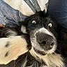 Jagota joined the competition — help win amazing prizes! dog, black_and_white, close_up, nose, paw, fur, eyes, blanket, pillow, indoor, pet, canine, face, playful, cute, surprised, animal, portrait, furry, expression