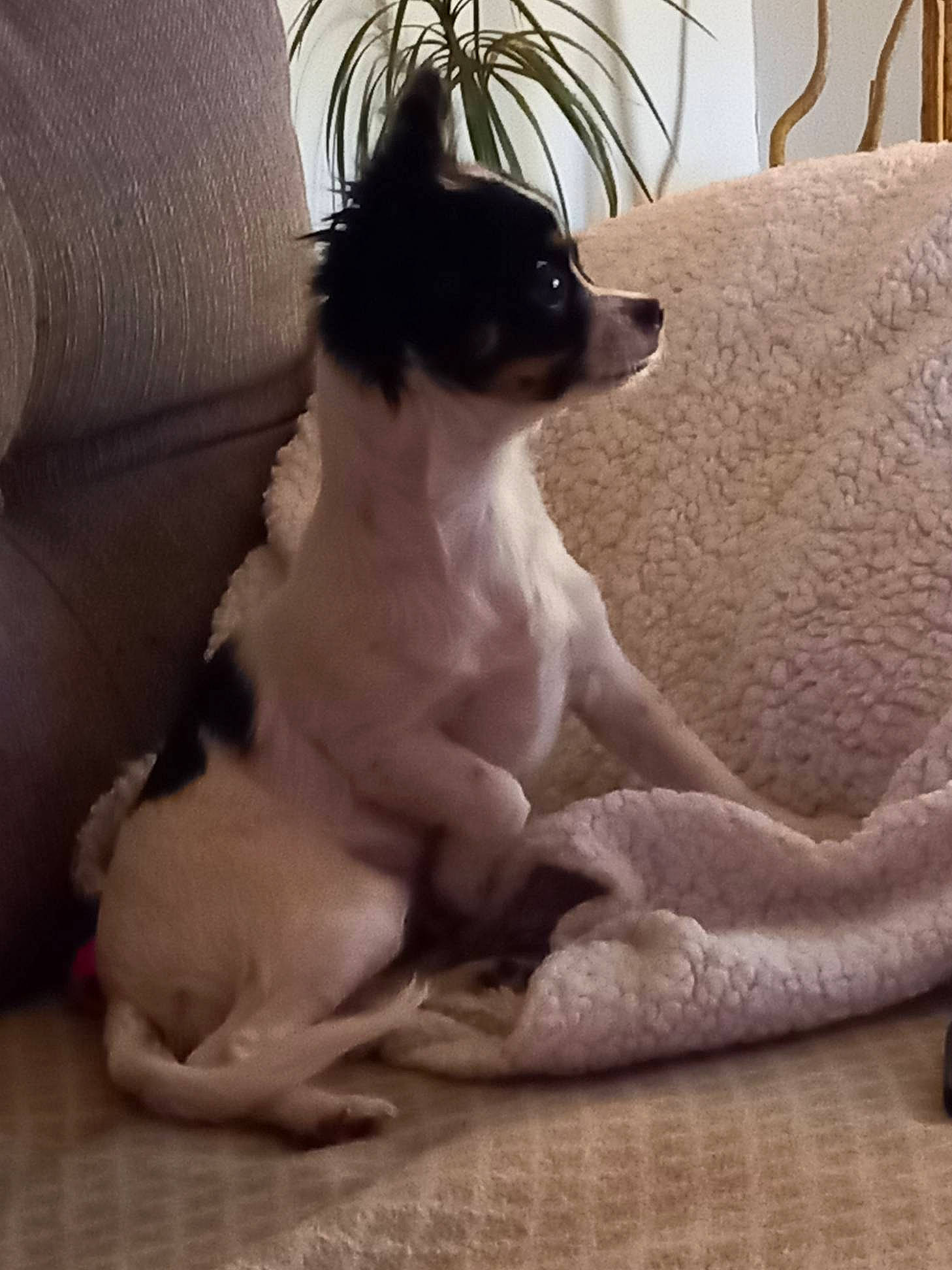 Moumoute participe au concours pour gagner de l'argent avec cette photo : carnivore, comfort, companion_dog, couch, dog, dog_breed, dog_supply, felidae, fur, linens, non_sporting_group, paw, sleeper_chair, sporting_group, tail, terrestrial_animal, toy_dog, whiskers, working_animal