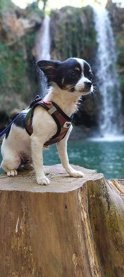 Moumoute a rejoint le concours — aidez-le/la à gagner de superbes lots ! carnivore, collar, companion_dog, dog, dog_breed, dog_collar, dog_supply, fawn, leash, leisure, plant, recreation, sporting_group, tail, tree, water, water_feature, waterfall, wood, working_animal