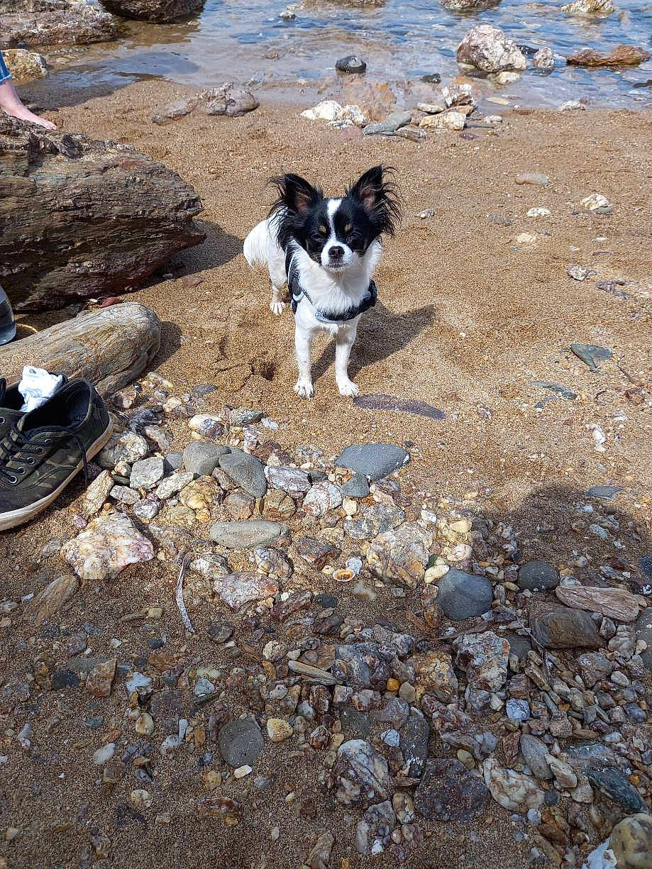 Moumoute participe au concours pour gagner de l'argent avec cette photo : adventure, bedrock, canidae, carnivore, collar, companion_dog, dog, dog_breed, mammal, non_sporting_group, pollution, rock, rubble, shadow, soil, sporting_group, tail, vertebrate, water, working_animal