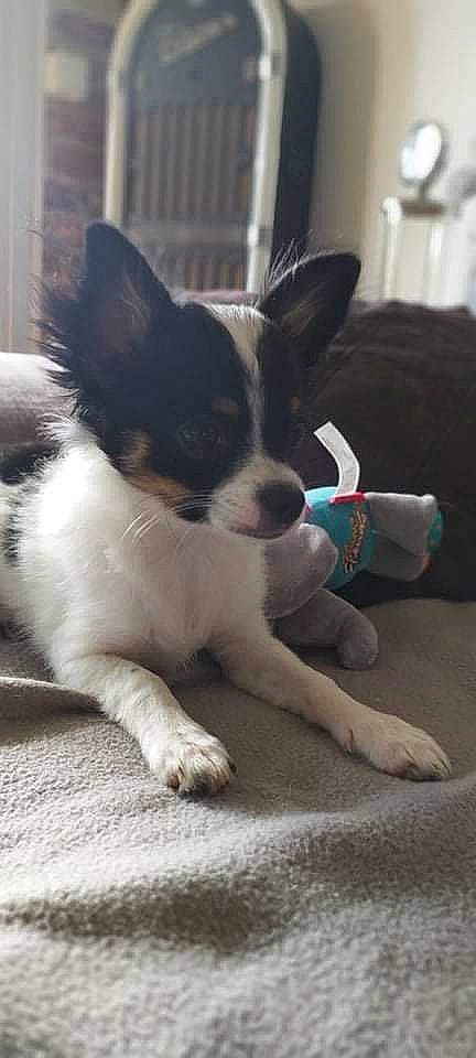 Moumoute a rejoint le concours — aidez-le/la à gagner de superbes lots ! canidae, carnivore, comfort, companion_dog, dog, dog_breed, flooring, fur, non_sporting_group, paw, snout, sporting_group, tail, terrestrial_animal, toy_dog, whiskers, window, working_animal