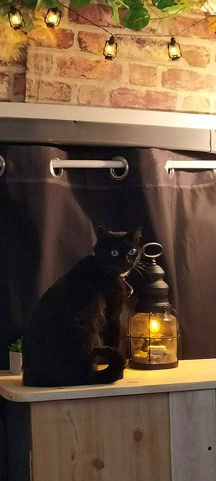 Burlesque participe au concours pour gagner de l'argent avec cette photo : bathroom_cabinet, brown, cabinetry, carnivore, cat, cat_supply, felidae, flooring, glass, hardwood, home_appliance, interior_design, kitchen, plumbing_fixture, room, shelving, small_to_medium_sized_cats, tail, whiskers, wood