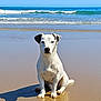 dog, beach, sand, ocean, waves, reflection, shadow, sunny, outdoor, pet, canine, water, sky, seaside, nature, animal, sitting, calm, daytime, shore