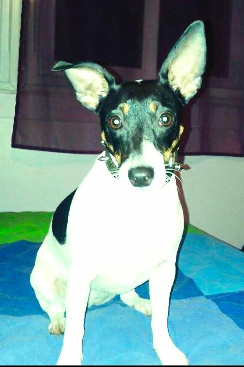 Yuki participe au concours pour gagner de l'argent avec cette photo : dog, indoor, blanket, pet, animal, ears, white_fur, black_fur, sitting, looking_at_camera, curtain, bed, small_dog, companion, domestic_animal, cute, portrait, close_up, canine, house