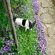 Yuki participe au concours pour gagner de l'argent avec cette photo : dog, black_and_white, flowers, purple_flowers, greenery, plants, outdoor, pathway, stone_path, nature, pet, animal, curious, ears, grass, small_dog, garden, leafy, spring, daylight
