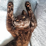 Nyria is registered to the contest to win money with this photo: cat, pet, animal, feline, paw, fur, whiskers, eyes, lying_down, stretching, blanket, soft, cozy, indoor, cute, closeup, relaxed, resting, playful, domestic