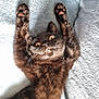 cat, pet, animal, feline, paw, fur, whiskers, eyes, lying_down, stretching, blanket, soft, cozy, indoor, cute, closeup, relaxed, resting, playful, domestic