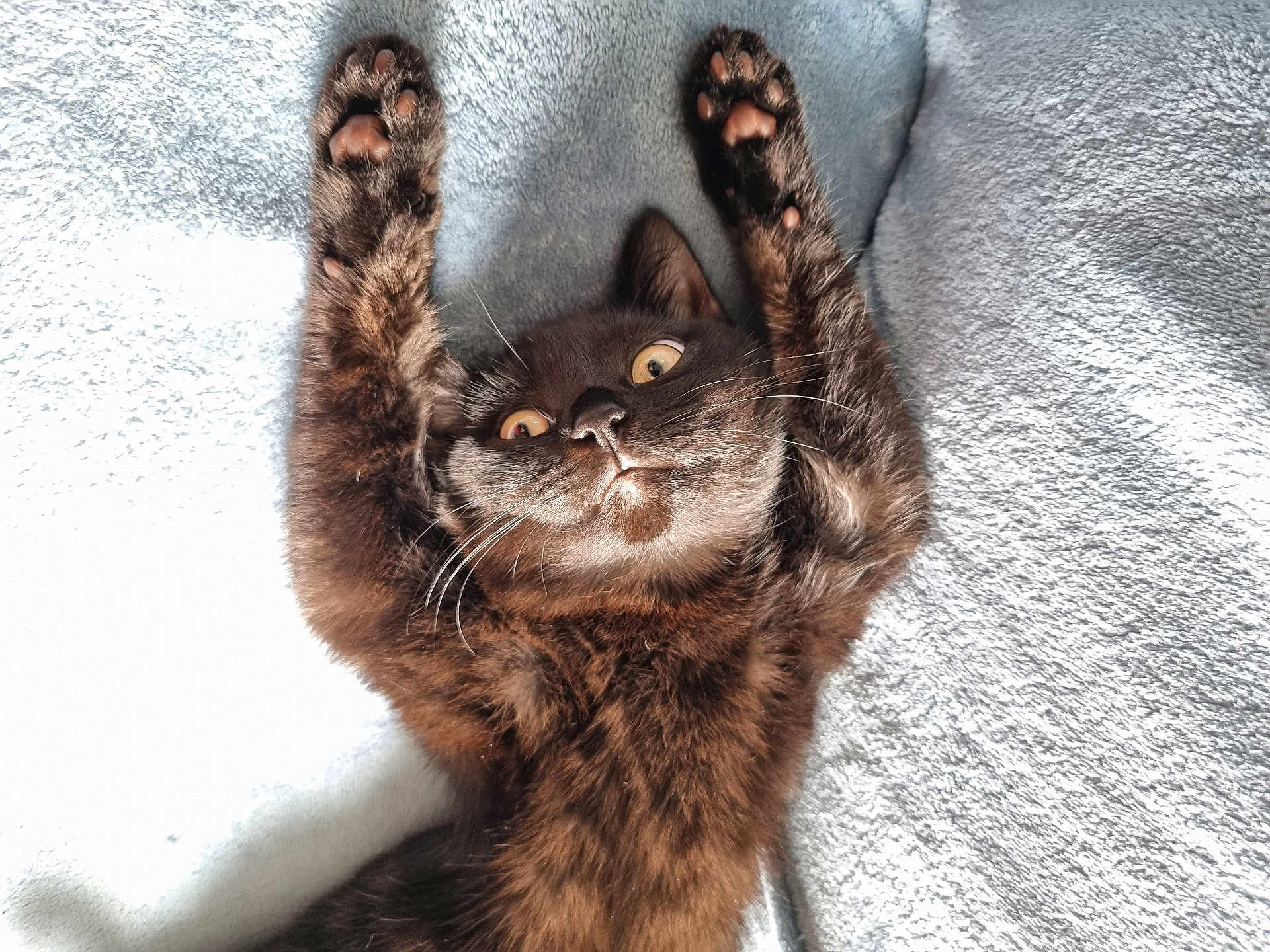 Nyria is registered to the contest to win money with this photo: cat, pet, animal, feline, paw, fur, whiskers, eyes, lying_down, stretching, blanket, soft, cozy, indoor, cute, closeup, relaxed, resting, playful, domestic