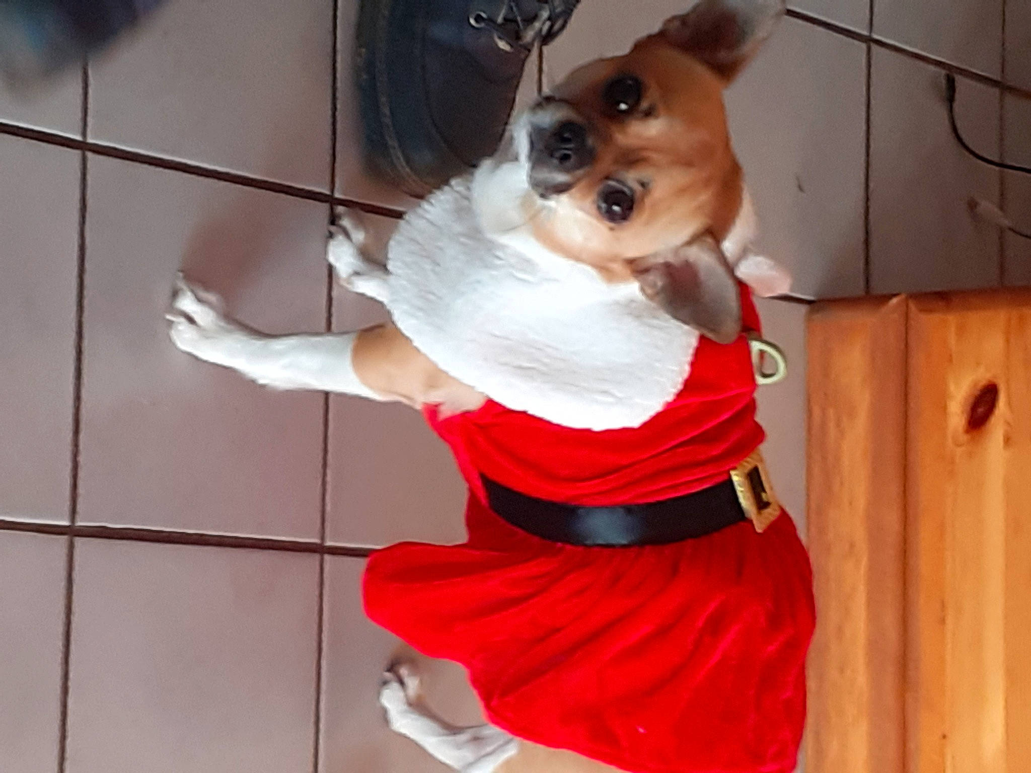 Cannelle a rejoint le concours — aidez-le/la à gagner de superbes lots ! bow_tie, carnivore, chihuahua, companion_dog, costume, dog, dog_breed, dog_clothes, dog_supply, door, fawn, fur, human_leg, sporting_group, sunglasses, tail, toy_dog, waist, whiskers, working_animal