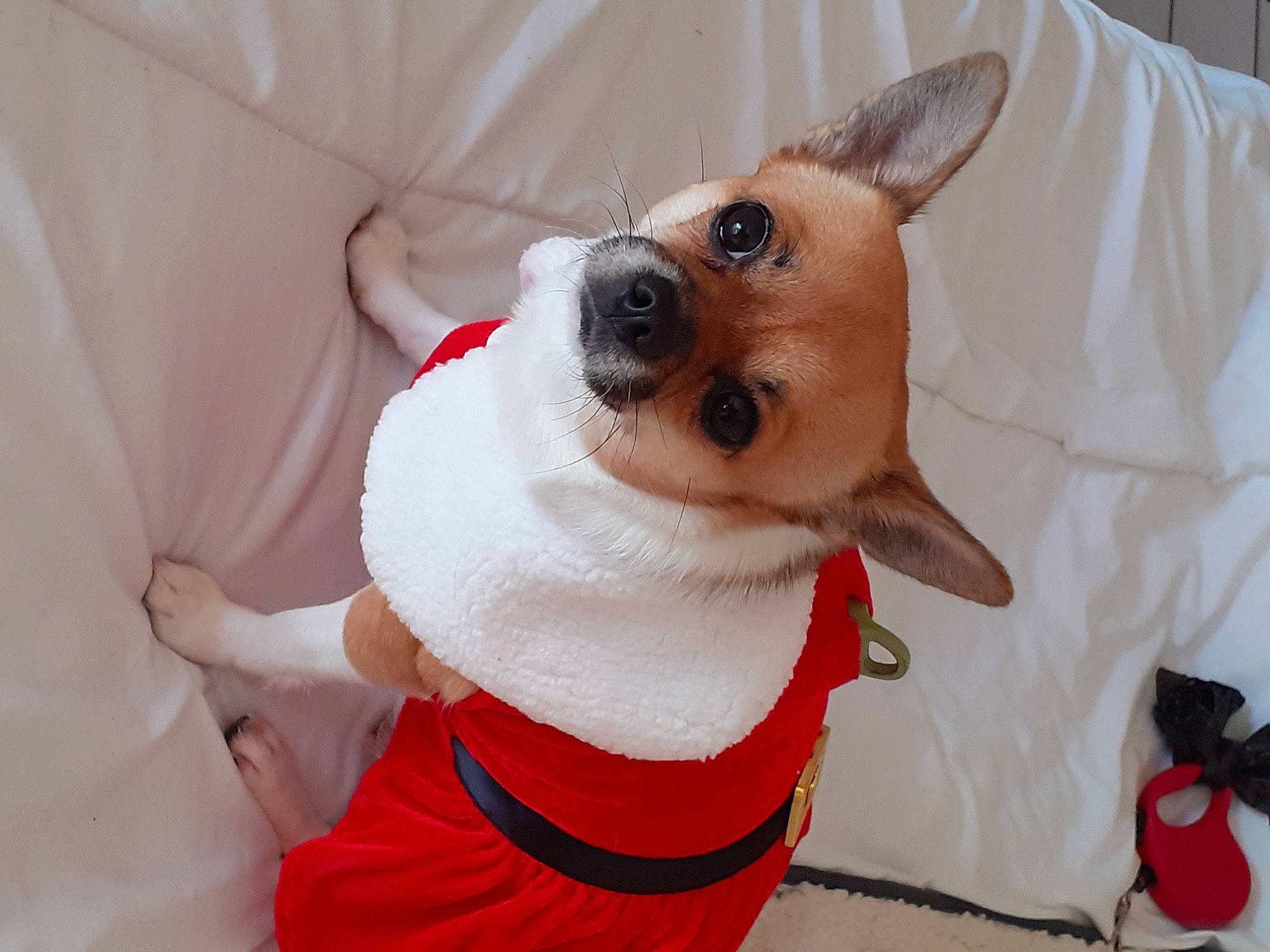 Cannelle participe au concours pour gagner de l'argent avec cette photo : carnivore, chihuahua, collar, comfort, companion_dog, dog, dog_breed, dog_clothes, dog_collar, dog_supply, ear, fawn, fur, pet_supply, sleeve, snout, sunglasses, toy_dog, whiskers, working_animal