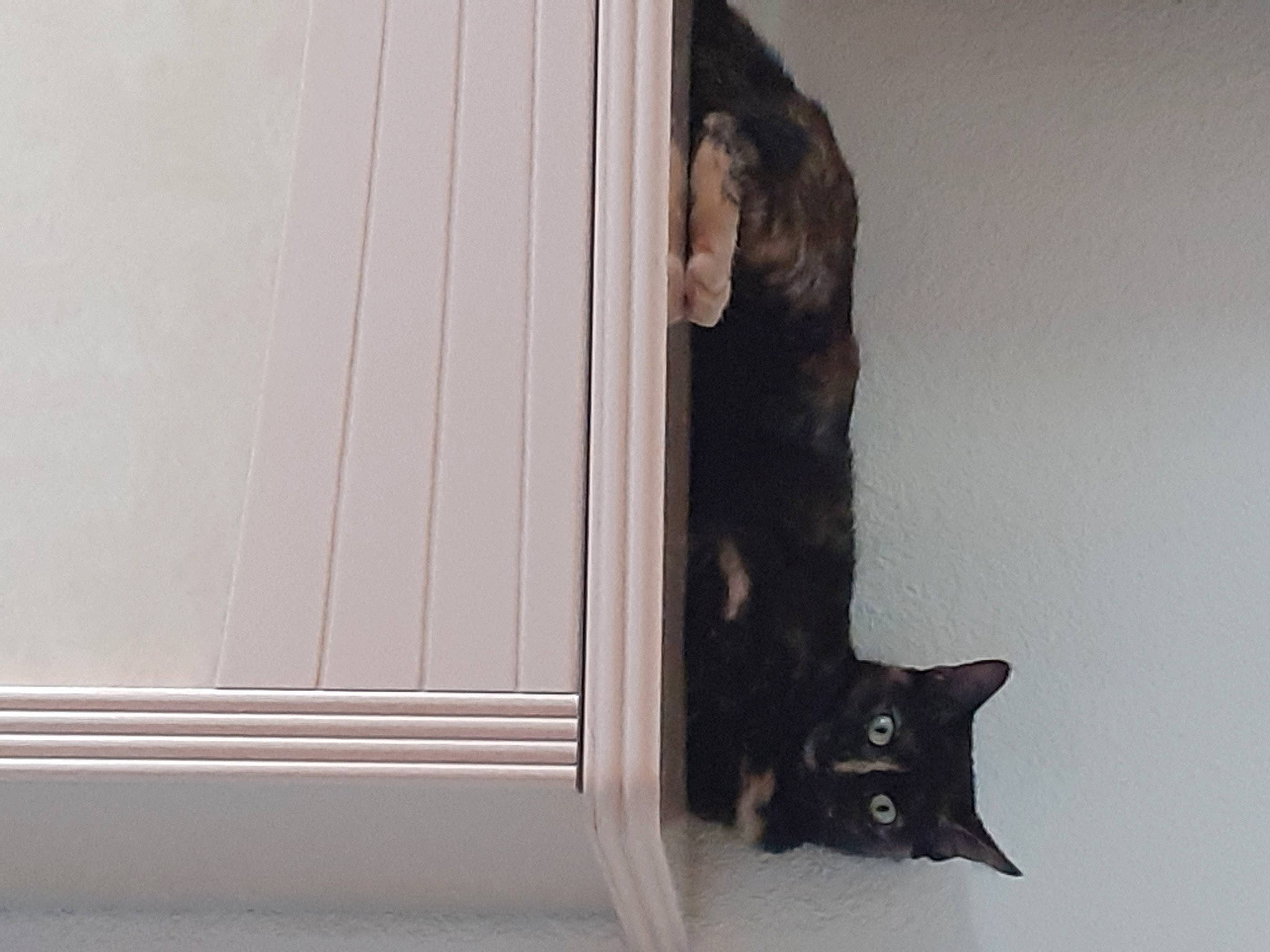 Chipie a rejoint le concours — aidez-le/la à gagner de superbes lots ! black_cat, brown, carnivore, cat, cat_supply, domestic_short_haired_cat, felidae, fur, grey, hardwood, home_door, room, small_to_medium_sized_cats, tail, tints_and_shades, whiskers, window, window_covering, wood, wood_stain