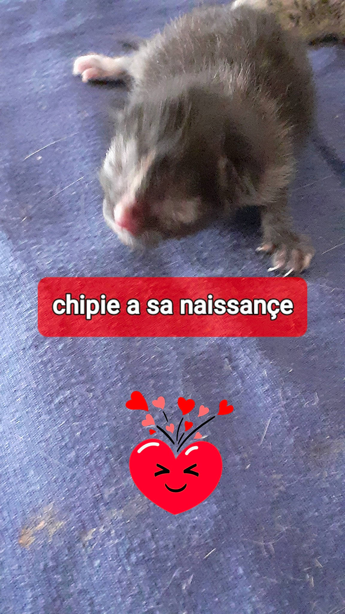 Chipie a rejoint le concours — aidez-le/la à gagner de superbes lots ! carmine, cat, claw, domestic_short_haired_cat, felidae, font, fur, gesture, hamster, mammal, muroidea, organism, paw, photo_caption, rat, rodent, small_to_medium_sized_cats, tail, vertebrate, whiskers