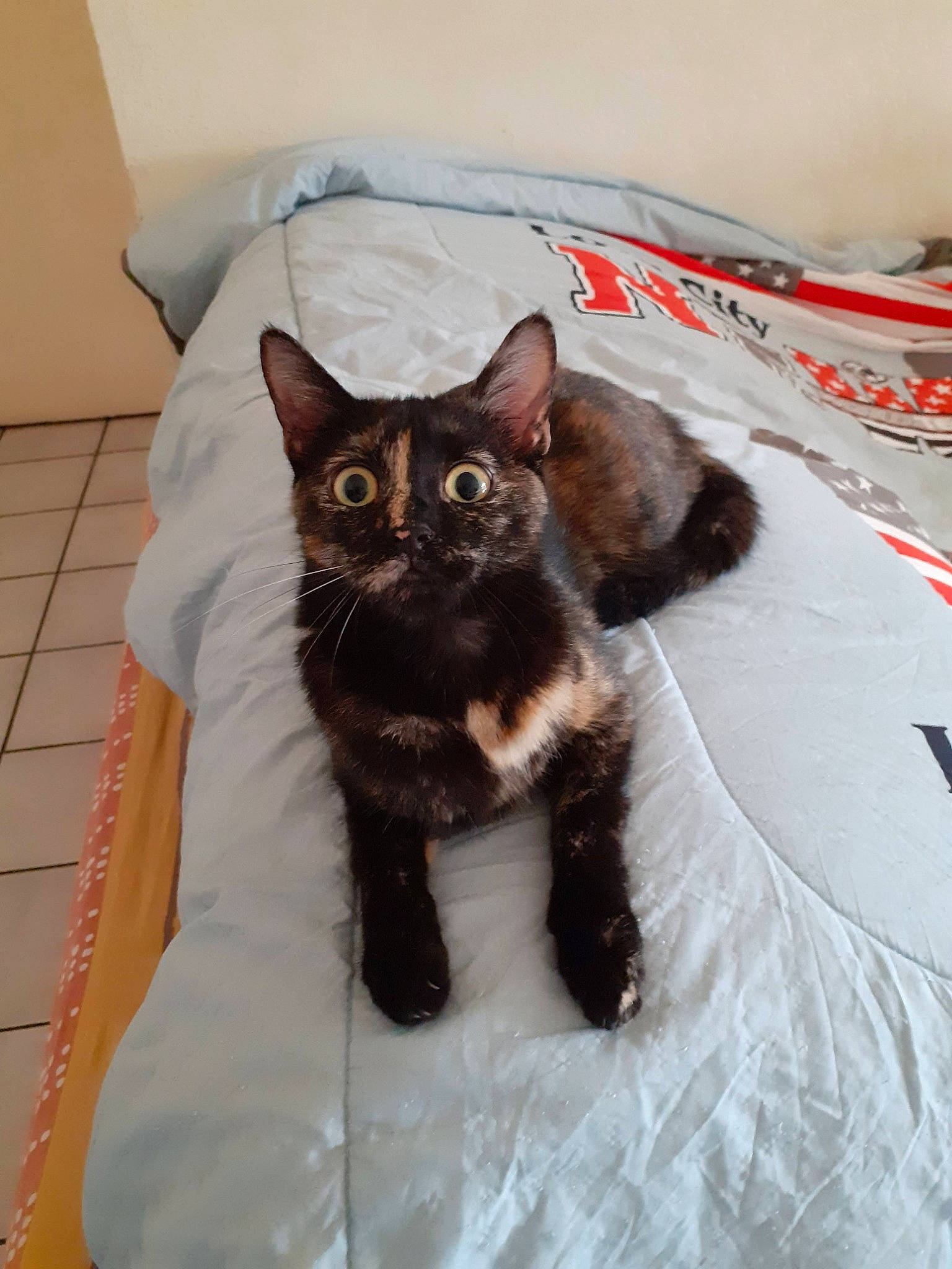 Chipie participe au concours pour gagner de l'argent avec cette photo : black_cat, carnivore, cat, cat_supply, comfort, domestic_short_haired_cat, fawn, felidae, fur, grey, linens, pattern, pet_supply, sitting, small_to_medium_sized_cats, snout, tail, textile, whiskers