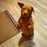 Chief is registered to the contest to win money with this photo: dog, brown_dog, pet, indoor, wooden_floor, rug, animal, canine, standing, ears, collar, looking, blurry, home, flooring, domestic, cute, attention, waiting, front_paws_up