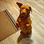 dog, brown_dog, pet, indoor, wooden_floor, rug, animal, canine, standing, ears, collar, looking, blurry, home, flooring, domestic, cute, attention, waiting, front_paws_up