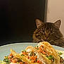 Bob joined the competition — help win amazing prizes! cat, tabby_cat, food, tacos, plate, dinner, indoor, curious, meal, closeup, table, gourmet, vegetables, cheese, dining, whiskers, fur, domestic_cat, eyes, pet