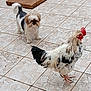 animal, bird, black_fur, comb, companion_animals, curious, dog, domestic_animals, feathers, fence, natural_light, outdoor, pet, rooster, small_dog, standing, texture, tile_floor, white_fur, yard