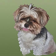 Rakkaus participe au concours pour gagner de l'argent avec cette photo : animal, black, brown, canine, companion, cute, cute_pet, dog, domestic_animal, fluffy, friendly, fur, isolated, pet, portrait, scruffy, small_dog, studio_background, tongue_out, white