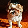 animal, brown, companion, cute, dog, domestic, ears, face, fluffy, fur, indoor, looking, paw, pet, shadow, small_dog, standing, sunlight, terracotta_floor, white