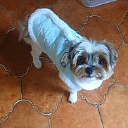 Rakkaus a rejoint le concours — aidez-le/la à gagner de superbes lots ! dog, pet, small_dog, fur, jacket, clothing, brown_floor, tile_floor, indoor, looking_up, cute, companion, animal, domestic_animal, fur_trim, quilted_jacket, white_fur, curious, standing, canine