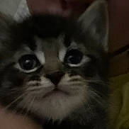 Sparky is registered to the contest to win money with this photo: kitten, cat, close_up, animal, pet, fur, whiskers, face, eyes, cute, domestic_animal, mammal, young, indoor, feline, portrait, dark, blurry, soft, small