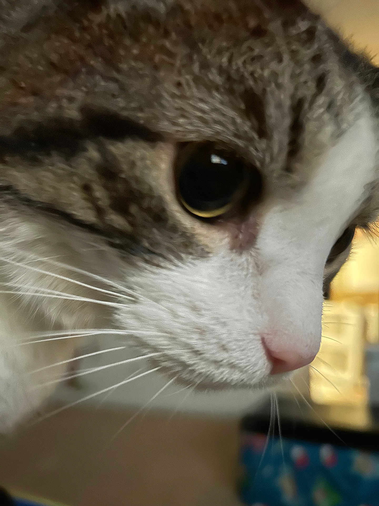 Mickey joined the competition — help win amazing prizes! cat, close_up, whiskers, face, indoor, feline, curious, eyes, pet, animal, soft_light, blurred_background, domestic_cat, nose, fur, tabby, white_fur, portrait, cute, closeup