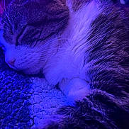 Mickey joined the competition — help win amazing prizes! cat, sleeping, close_up, feline, whiskers, fur, nose, blanket, cozy, resting, pet, domestic_animal, purple_light, texture, relaxation, indoor, cute, animal, peaceful, soft