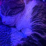 cat, sleeping, close_up, feline, whiskers, fur, nose, blanket, cozy, resting, pet, domestic_animal, purple_light, texture, relaxation, indoor, cute, animal, peaceful, soft