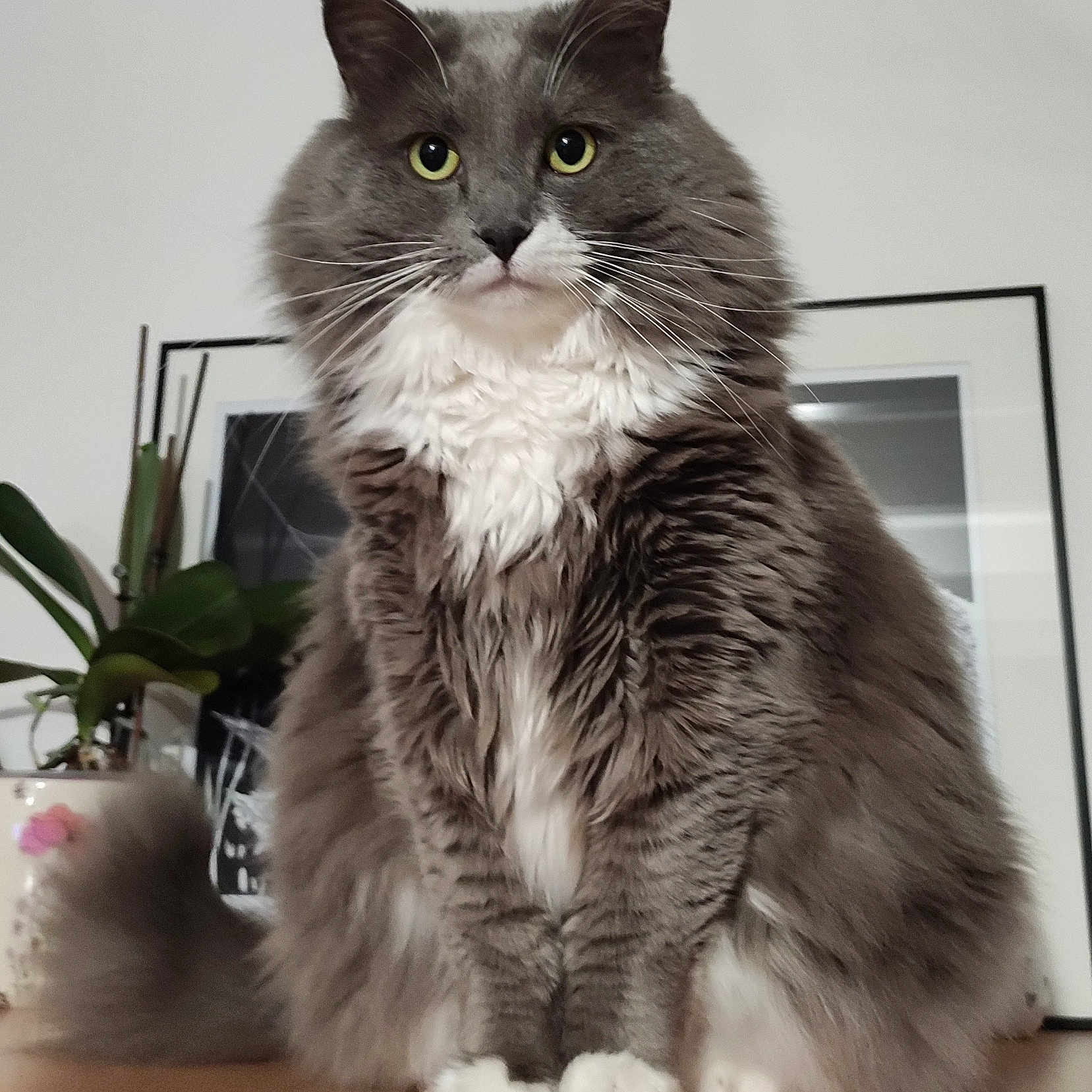 Simba participe au concours pour gagner de l'argent avec cette photo : abyssinian, angora, animal, cat, computerhardware, electronics, flower, flowerarrangement, furniture, hardware, hardwood, kitten, manx, monitor, pet, plant, pottedplant, pottery, screen, wood