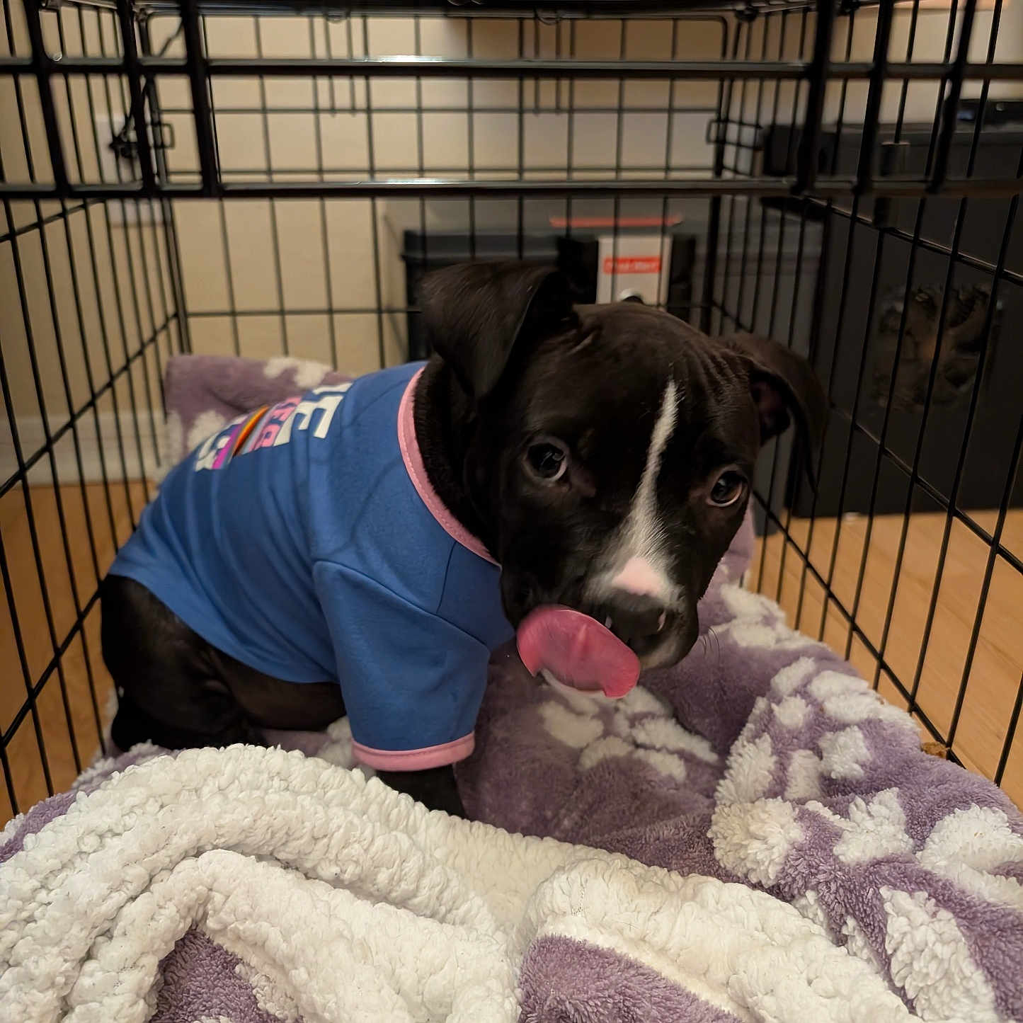 Fala is registered to the contest to win money with this photo: animal, black_dog, blanket, blue_shirt, cozy, crate, cute, dog, domestic_animal, fur, indoor, looking_at_camera, metal_cage, pet, pet_bed, playful, puppy, resting, tongue_out, young_dog