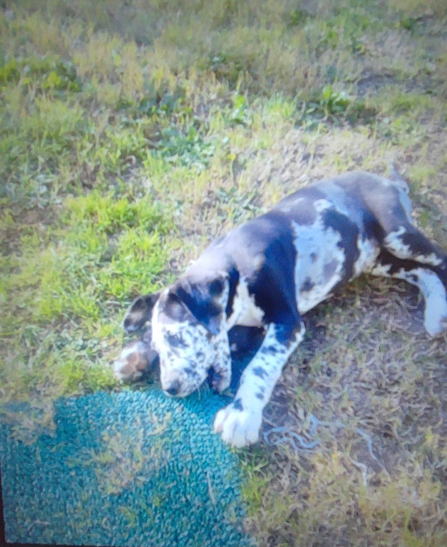 Jersey a rejoint le concours — aidez-le/la à gagner de superbes lots ! canidae, carnivore, companion_dog, dalmatian, dog, dog_breed, fawn, grass, grassland, gun_dog, hunting_dog, non_sporting_group, plant, soil, sporting_group, tail, terrestrial_animal, working_animal, working_dog