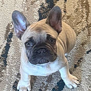 Bella is registered to the contest to win money with this photo: dog, puppy, french_bulldog, pet, animal, ears, carpet, indoor, cute, looking_up, brown, small, fur, mammal, adorable, sitting, expression, companion, domestic, young