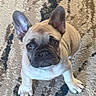 dog, puppy, french_bulldog, pet, animal, ears, carpet, indoor, cute, looking_up, brown, small, fur, mammal, adorable, sitting, expression, companion, domestic, young