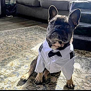 Bentley joined the competition — help win amazing prizes! dog, french_bulldog, pet, indoor, carpet, shirt, bowtie, animal, cute, portrait, sitting, living_room, furniture, floor, ears, paws, light, shadow, expression, clothing