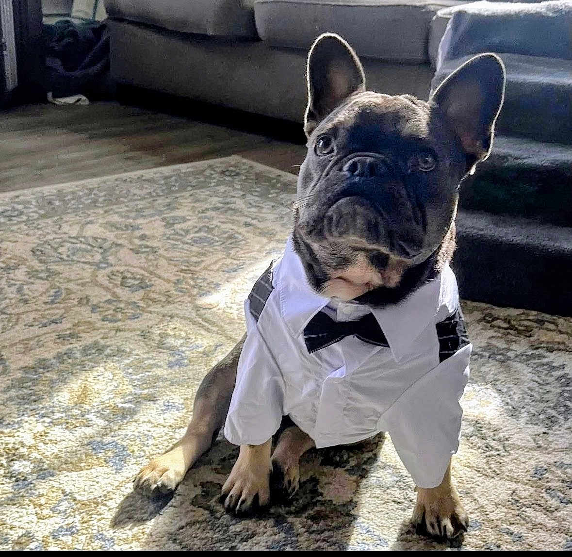 Bentley joined the competition — help win amazing prizes! dog, french_bulldog, pet, indoor, carpet, shirt, bowtie, animal, cute, portrait, sitting, living_room, furniture, floor, ears, paws, light, shadow, expression, clothing