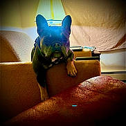 Bentley joined the competition — help win amazing prizes! dog, french_bulldog, couch, lamp, indoor, pet, animal, furniture, shadow, texture, cozy, relaxing, brown, light, home, portrait, resting, ears, paw, living_room