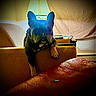 dog, french_bulldog, couch, lamp, indoor, pet, animal, furniture, shadow, texture, cozy, relaxing, brown, light, home, portrait, resting, ears, paw, living_room