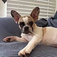 Lovey is registered to the contest to win money with this photo: blanket, blue_blanket, close_up, cotton_swab, curious, cute, dog, ears, face, fur, home, indoor, looking_at_camera, lying_down, paw, pet, puppy, relaxed, resting, window_blinds