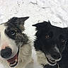 Lord a rejoint le concours — aidez-le/la à gagner de superbes lots ! dog, border_collie, snow, happy, pet, animal, outdoor, black_and_white, fur, canine, playful, two_dogs, portrait, looking_up, winter, friendly, cute, muzzle, ears, eyes