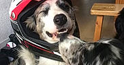 Lord participe au concours pour gagner de l'argent avec cette photo : dog, helmet, indoor, licking, friendship, animal, pet, fur, canine, smiling, house, wooden_table, black_and_white, cute, playful, companion, domestic, happy, closeup, two_dogs