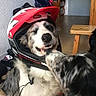 animal, black_and_white, canine, closeup, companion, cute, dog, domestic, friendship, fur, happy, helmet, house, indoor, licking, pet, playful, smiling, two_dogs, wooden_table