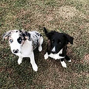 Lord a rejoint le concours — aidez-le/la à gagner de superbes lots ! puppy, dog, grass, outdoor, animal, pet, cute, sitting, fur, black_and_white, merle, nature, young, eyes, playful, adorable, canine, two_dogs, looking_up, field